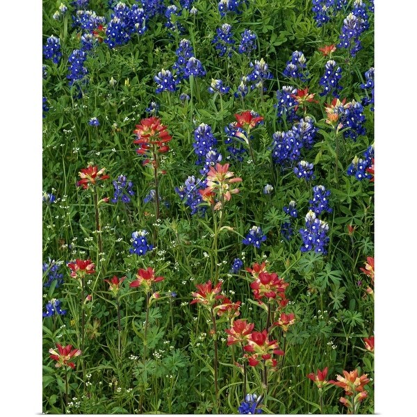 indian paintbrush texas indian paintbrush texas